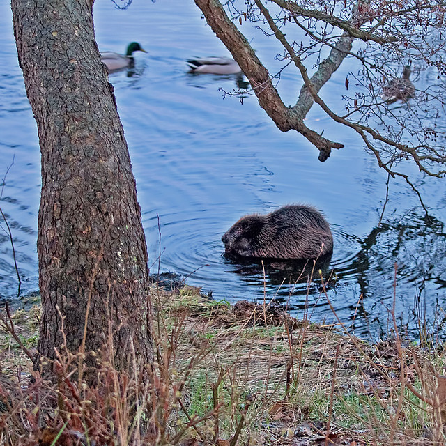 Beaver, and Mallards