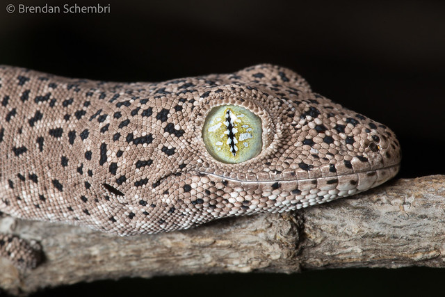 Golden-tailed Gecko (Strophurus taenicauda albiocularis)