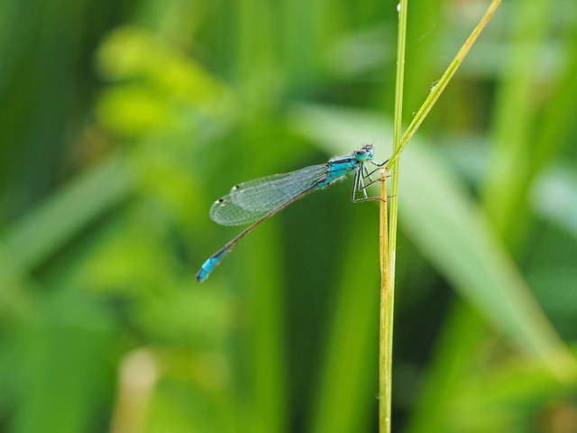Dragonfly near Utrecht on 18-6-2023