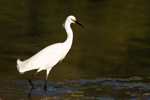 Snowy Egret- 