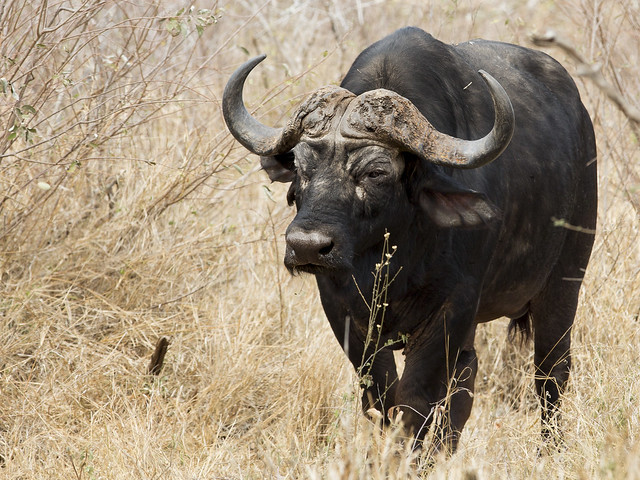 African buffalo  II