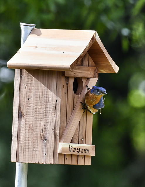 Eastern Bluebird moving into bird house just one day after I placed in my yard!  Central Florida.
