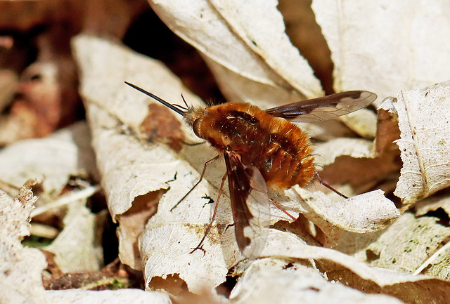 Dark edged Bee-Fly (f) - Bombylius major