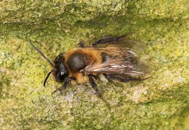 Andrena scotica female (Chocolate Mining Bee).