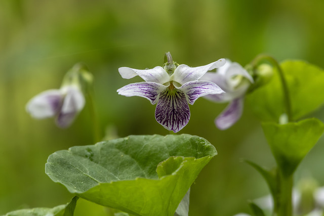 Viola verecunda A. Gray  ツボスミレ
