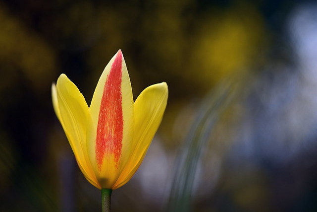 Tulip Clusiana var. Chrysantha
