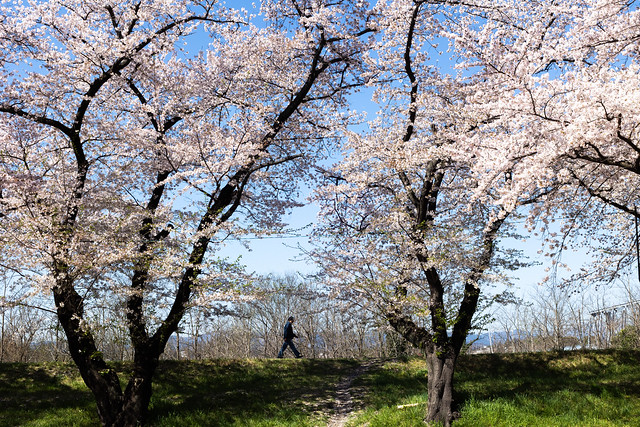 A Walker Under Cherry Blossoms