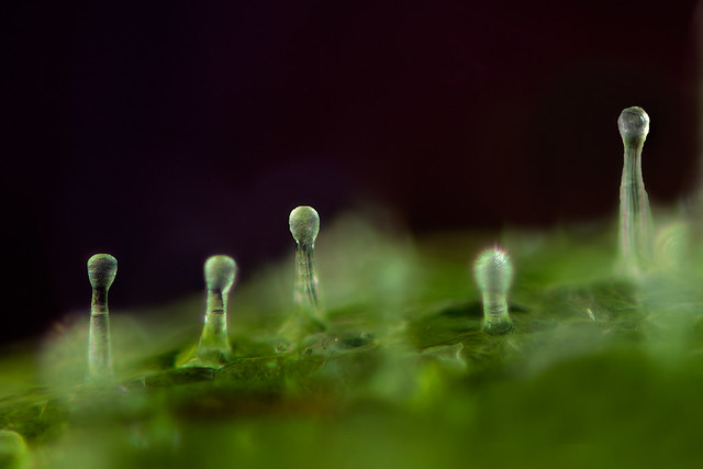 A Journey through a Microscopic Landscape