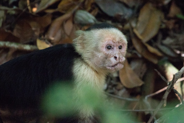 White-faced Capuchin at Manuel Antonio S24A3658