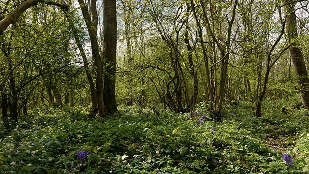 Ploughman Wood. April 2024. Natures homeland