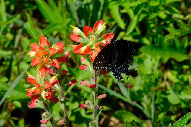 Black Swallowtail Butterfly 01 04.21.24(1)