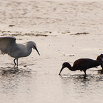 2024-04-28 Belle Isle Marsh Reservation (192) April 28, 2024 - MassDCR&#039;s Belle Isle Marsh Reservation, East Boston, Massachusetts - Snowy egret and 2 glossy ibis
