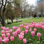 Tulip season in Boston 