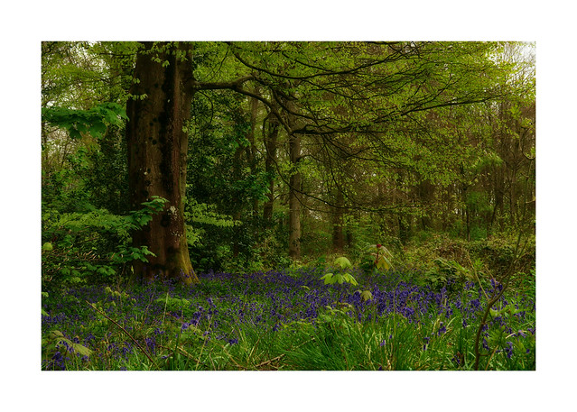More of the Bluebells at Micheldever Woods, Winchester