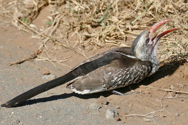 Southern Red-billed Hornbill (Tockus rufirostris) eating termites ...