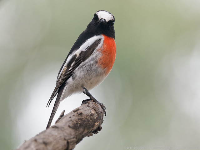 Scarlet Robin (Petrocia boodang) - male, giving me 'the look'