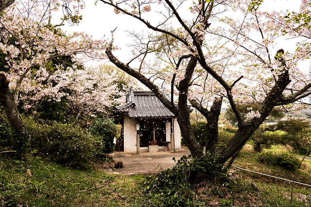 桜吹雪ーDancing Cherry Blossoms