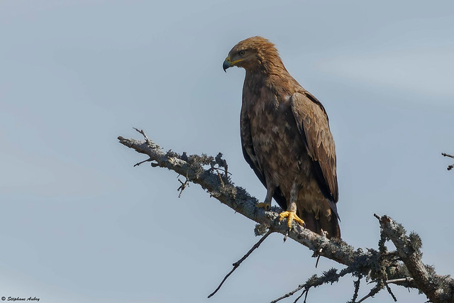 Lesser Spotted Eagle / Aigle pomarin / Clanga pomarina