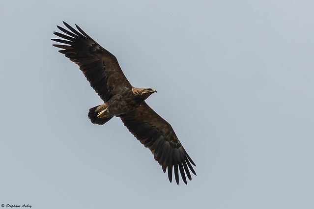 Lesser Spotted Eagle / Aigle pomarin / Clanga pomarina