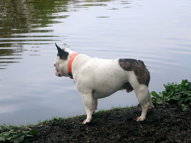 Dog @ the Lake