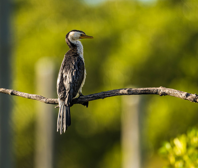 cormorant sydney olympic park, Australia_.jpg