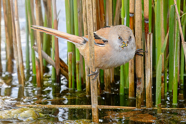 Deep in the Titchwell reeds…