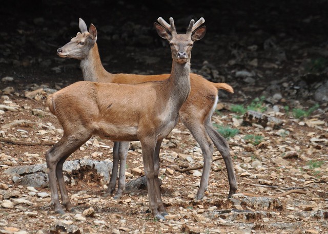 Cervus elaphus - Biche et Cerf élaphe - Red deer - 23/06/22