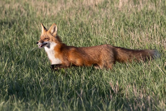 1V1A1399 lady fox