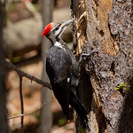 Pileated Woodpecker Image is not de-noised or sharpened.