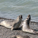 Squabbling Elephant Seals.