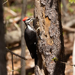 Pileated Woodpecker Image has been de-noised