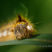 28/30 Face to face with a caterpillar