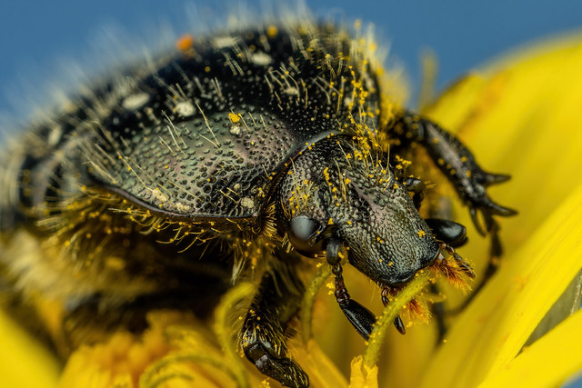 Chafer Beetle Feeding on Dandelion Pollen