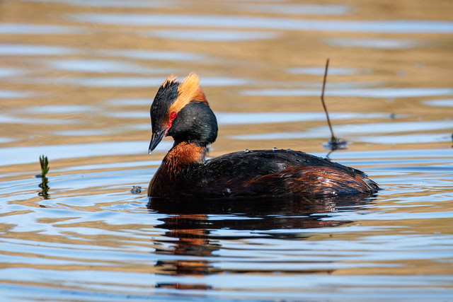 Horned Grebe in its summer outfit
