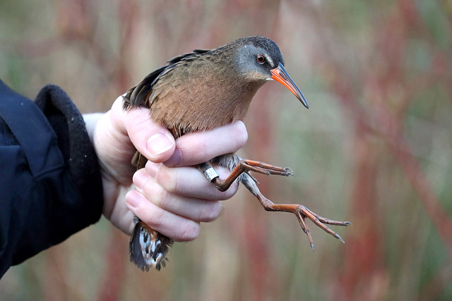 A Virginia Rail having a brief encounter with humans before returning to looking for a mate.