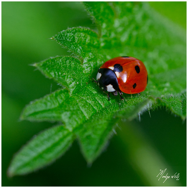 Coccinellidae & Urtica Dioica - Ladybird and Stinging Nettle.