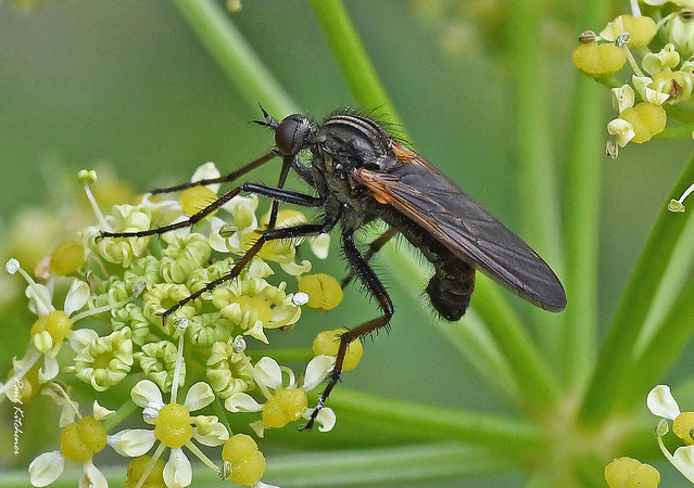 Empis tessellata (male) on Alexanders - Empididae, Dance Flies