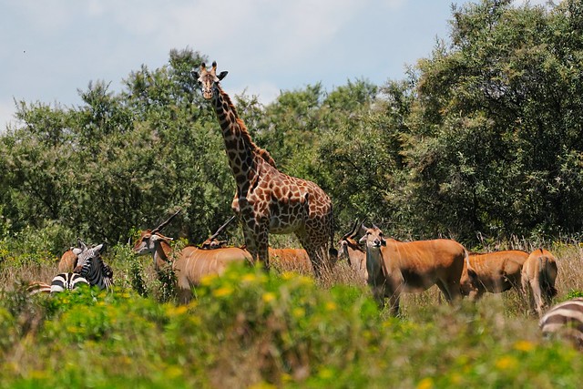 Naivasha Wildlife Sanctuary, Kenya