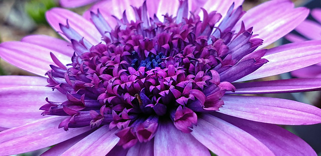 African Daisy '3D Double Purple'