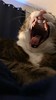 Amelia #cat yawning