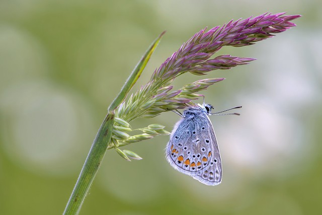 *common blue on ear of grass*