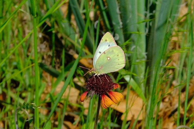 Little Sulfur Butterfly 4.21.24(1)
