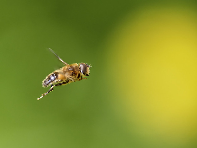 Hoverfly - after Icarus!