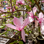 Magnolia blossoms 