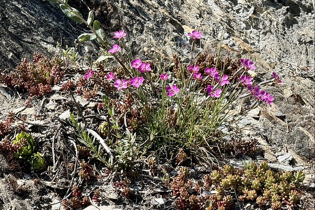 Steinnelke - Œillet des rochers  - Dianthus sylvestris, Bisse de Mont d'Orge, Sion VS