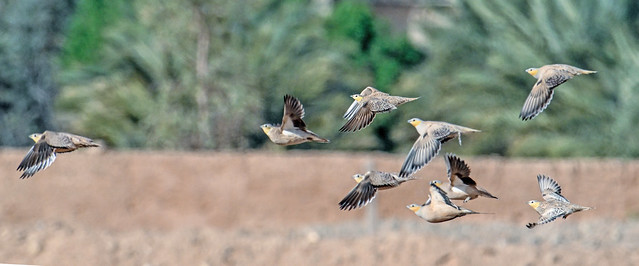 Crowned Sandgrouse in flight, Morocco