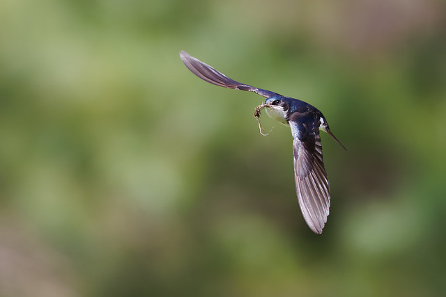 Tree swallow with nesting material
