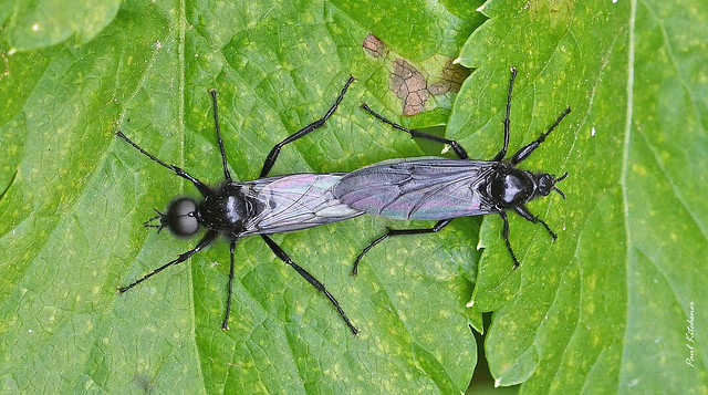 Bibio marci (St Mark's Fly) mating pair, male on left
