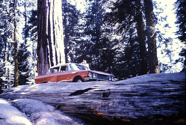 Found Photo - Car & Fallen Sequoia