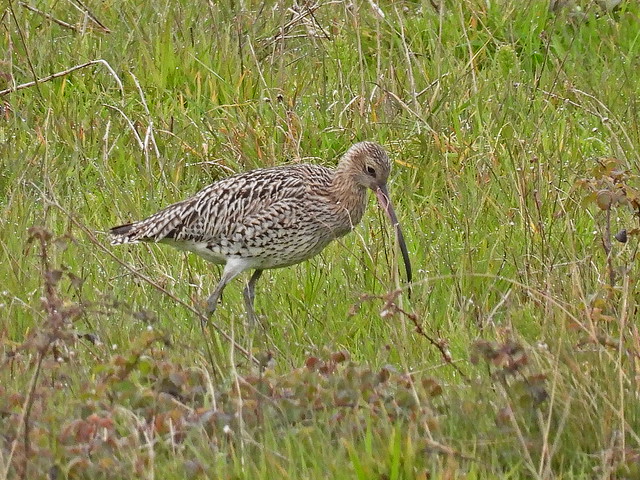 Curlew 27.4.24